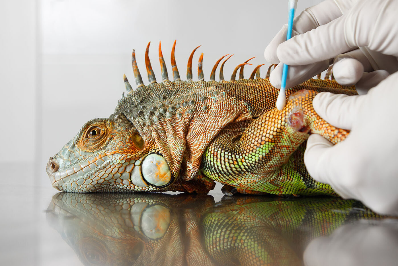 fotografía de animales fotografía de animales