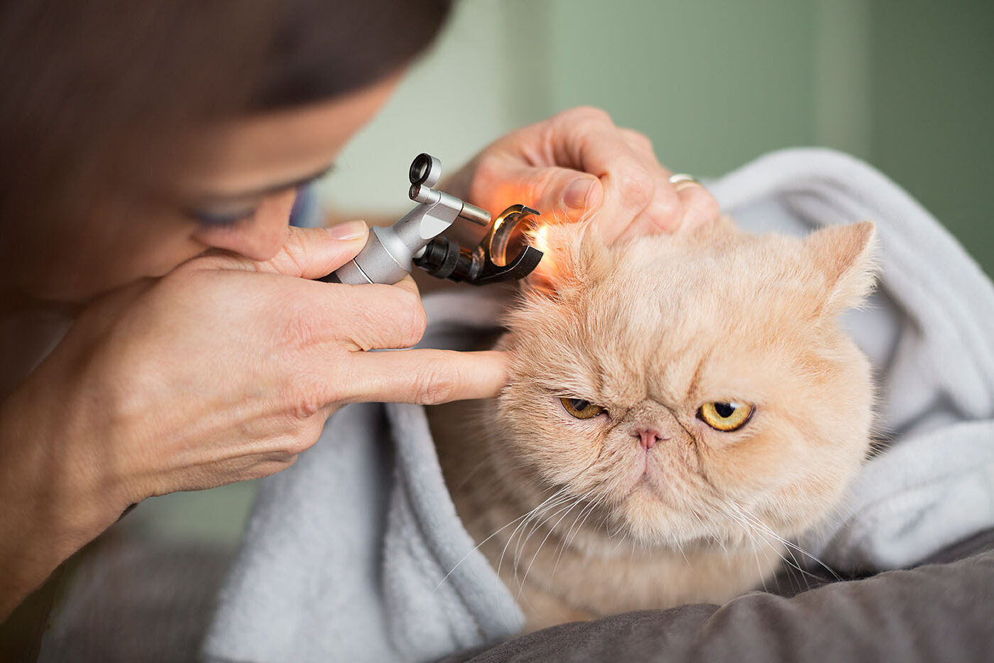 fotografía de animales fotografía de animales